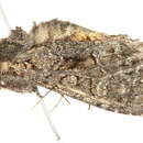 Image of <i>Mniotype tenera</i>