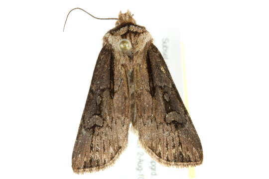 Image of Agrotis obliqua Smith 1903