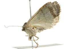 Image of <i>Abagrotis hermina</i> Lafontaine