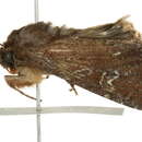 Image of <i>Apamea scoparia</i>