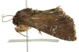 Image of <i>Apamea scoparia</i>