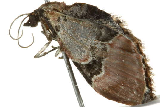 Image of Eupithecia stellata Hulst 1896