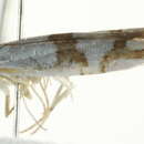 Image of <i>Argyresthia oreasella</i>
