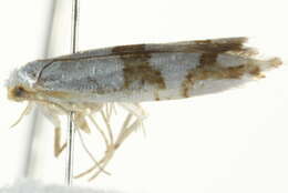 Image de <i>Argyresthia oreasella</i>