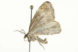 Image of Perizoma grandis Hulst 1896