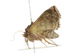 Imagem de Autographa rubida Ottolengui 1902