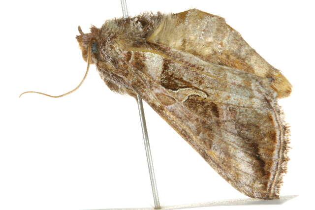 Imagem de Autographa rubida Ottolengui 1902