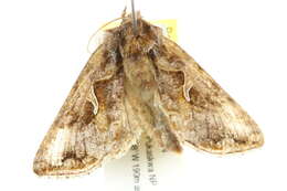 Imagem de Autographa rubida Ottolengui 1902