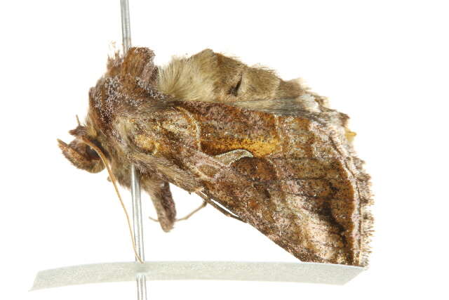 Imagem de Autographa rubida Ottolengui 1902