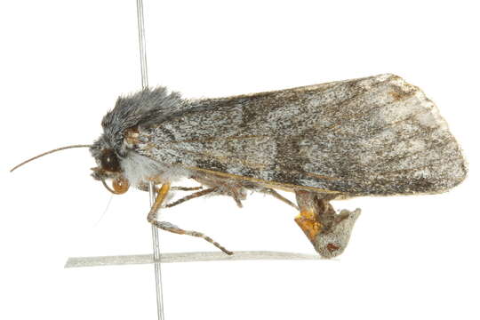 Image of Piney Moth