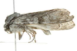 Image of Piney Moth