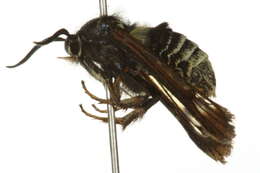 Image of <i>Pennisetia marginata</i>