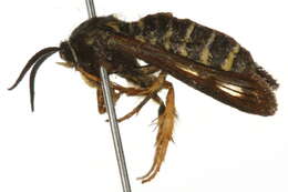 Image of <i>Pennisetia marginata</i>