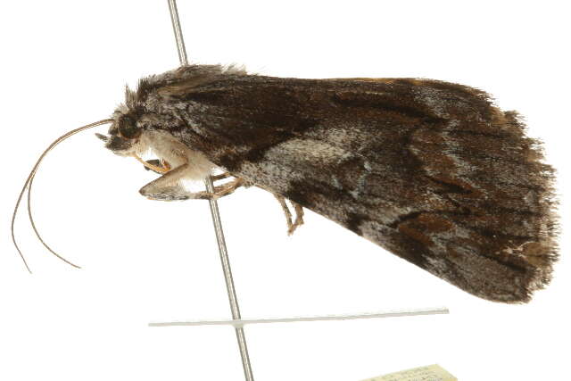 Image of Charming Underwing