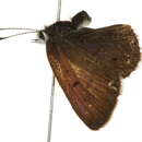 Image of <i>Lycaena epixanthe</i>