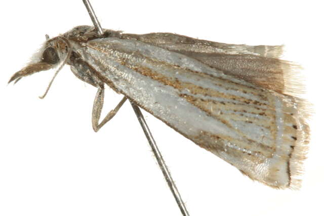 Image of Crambus lyonsellus Haimbach 1915