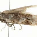 Image of <i>Chionodes praetor</i>