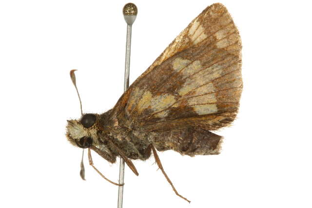 Image of <i>Polites peckius</i>