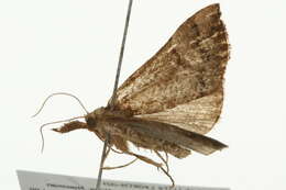 Image of <i>Hypena eductalis</i>