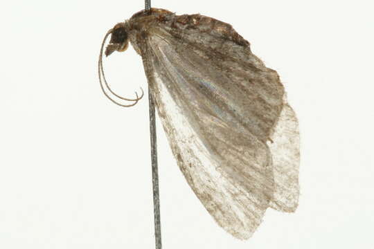 Imagem de <i>Eupithecia sharronata</i>