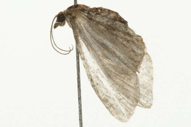 Image of <i>Eupithecia sharronata</i>