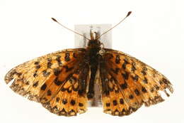 Image of Silver-bordered Fritillary