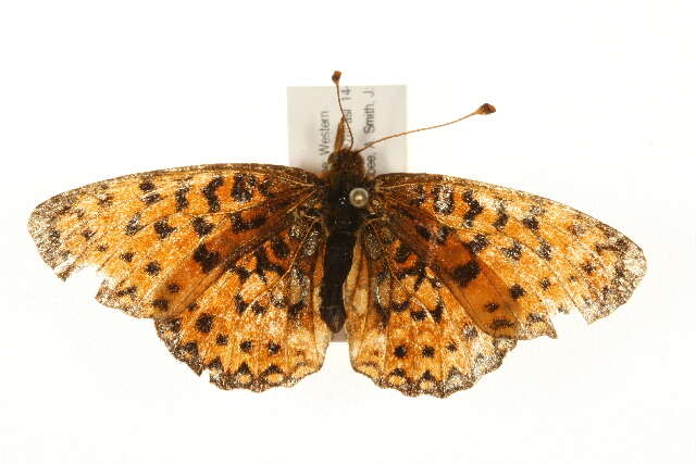 Image of Silver-bordered Fritillary