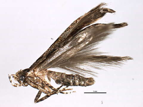 Image of Cosmopterix abdita Hodges 1962