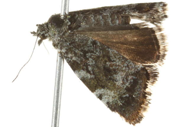 Image of Diana's Choreutis Moth