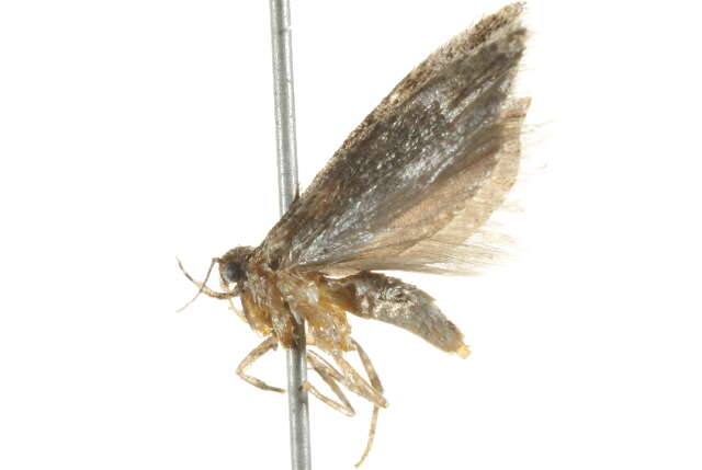 Image of Neotelphusa praefixa Braun 1921