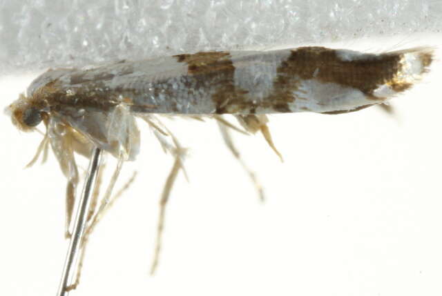 Image de <i>Argyresthia oreasella</i>