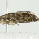 Image of <i>Glyphipterix sistes</i>