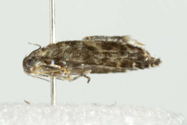 Слика од <i>Glyphipterix sistes</i>