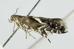 Слика од <i>Glyphipterix sistes</i>