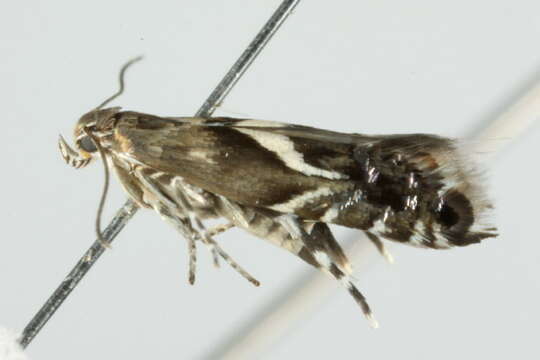 Image of <i>Glyphipterix sistes</i>