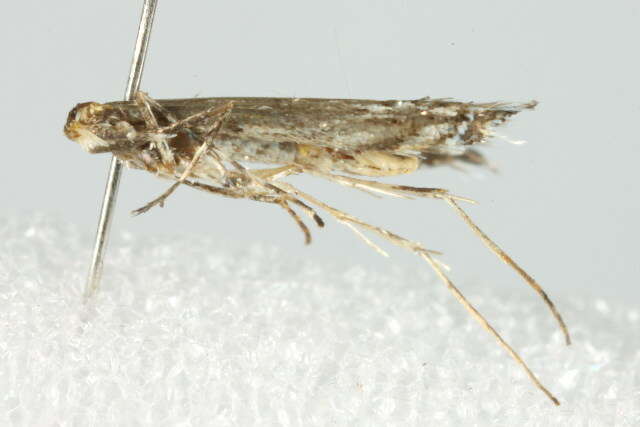 Image of Willow Leafblotch Miner