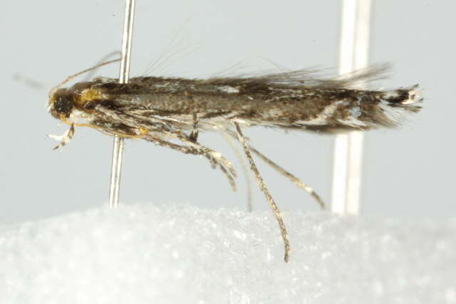 Image of Willow Leafblotch Miner