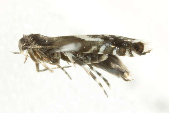 Image of <i>Glyphipterix sistes</i>