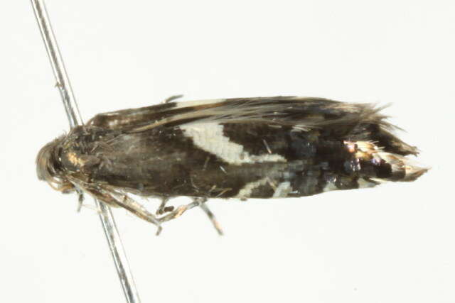 Слика од <i>Glyphipterix sistes</i>