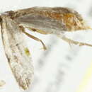 Image of <i>Phtheochroa vitellinana</i>