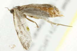 Image de <i>Phtheochroa vitellinana</i>