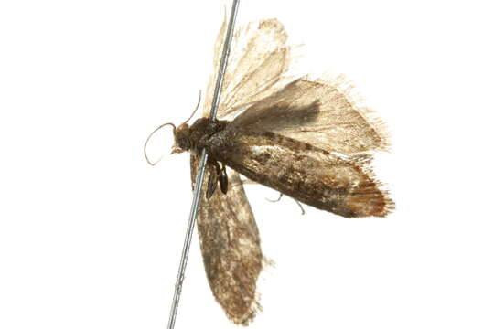 Image de Rhyacionia pasadenana Kearfott 1907