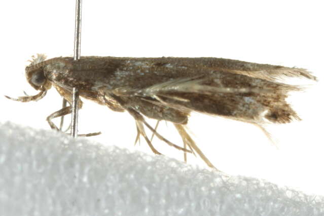 Image of Brown Hemlock Needleminer Moth