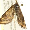 Image of <i>Pyrausta borealis</i> Pack.