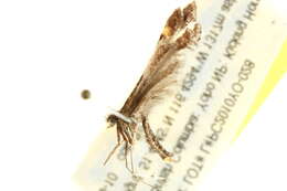 Image of Platyptilia comstocki Lange 1939