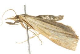 Image of Pediasia browerellus Klots 1942