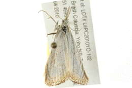 Image of Pyralid and Crambid Snout Moths