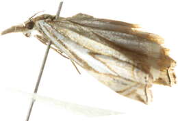 Image of Whitmer's Sod Webworm Moth