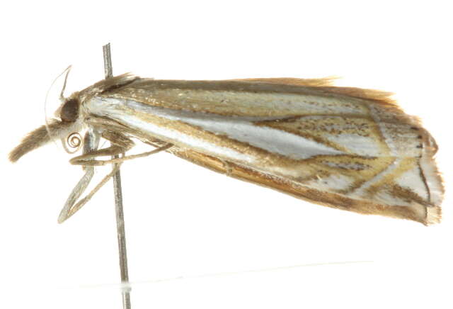 Image of Whitmer's Sod Webworm Moth