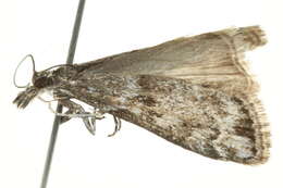 Image of Highland Grey